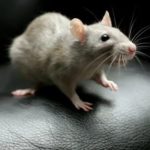 Дератизация - уничтожение мышей и крыс Пушкино