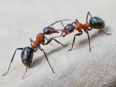 Уничтожение муравьев Пушкино